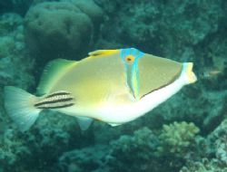 Picasso triggerfish taken with an olympus c 60 by Anel Van Veelen 